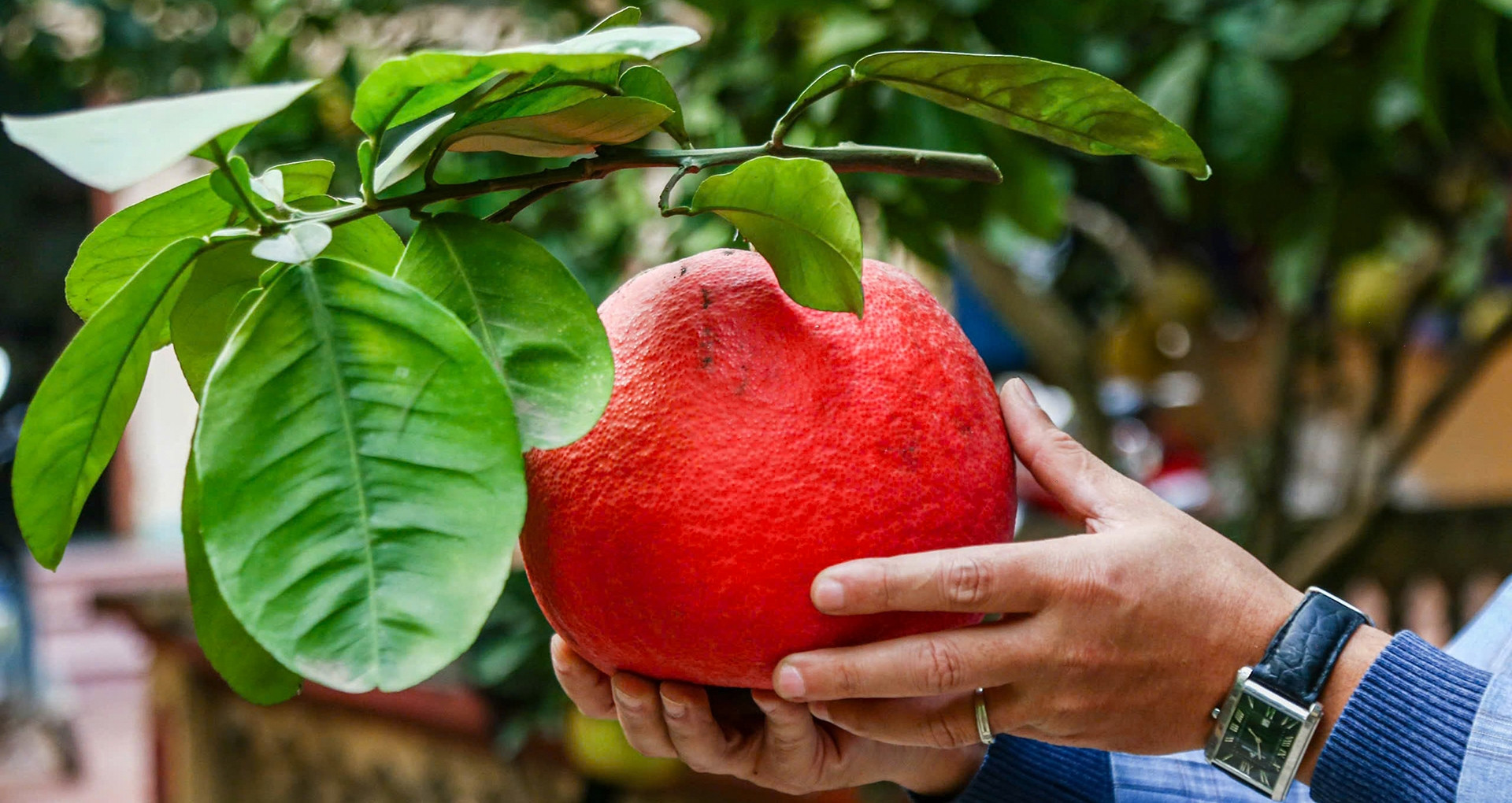 Lunar New Year pomelos sell out at record prices after typhoon damage