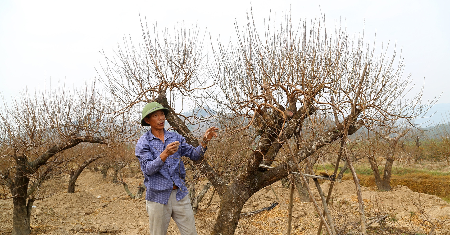 Scarcity drives demand for Tet kumquats and peach blossoms in Quang Ninh