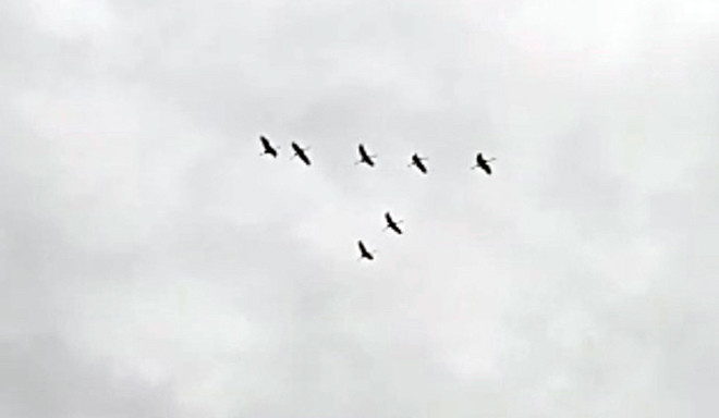 Sếu đầu đỏ.jpg