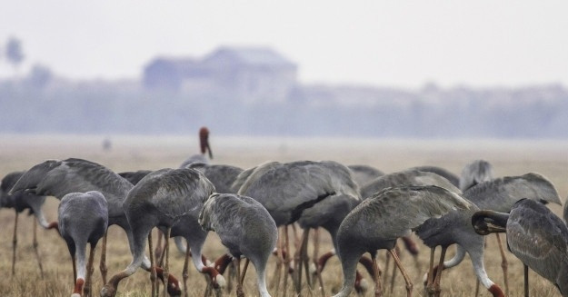 Sarus cranes sighted in Dong Thap: A symbol of ecological resilience