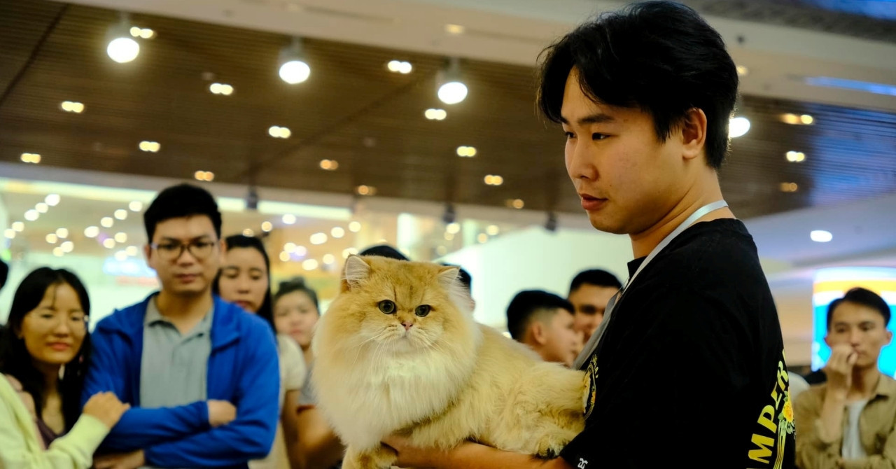 Ho Chi Minh City man spends $5,000 monthly pampering his ‘aristocratic’ cats