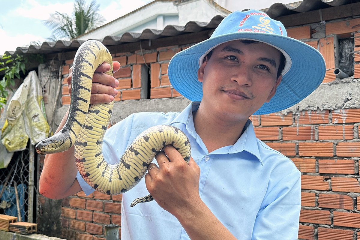 Raising thousands of snakes, young man earns half a billion dong a year