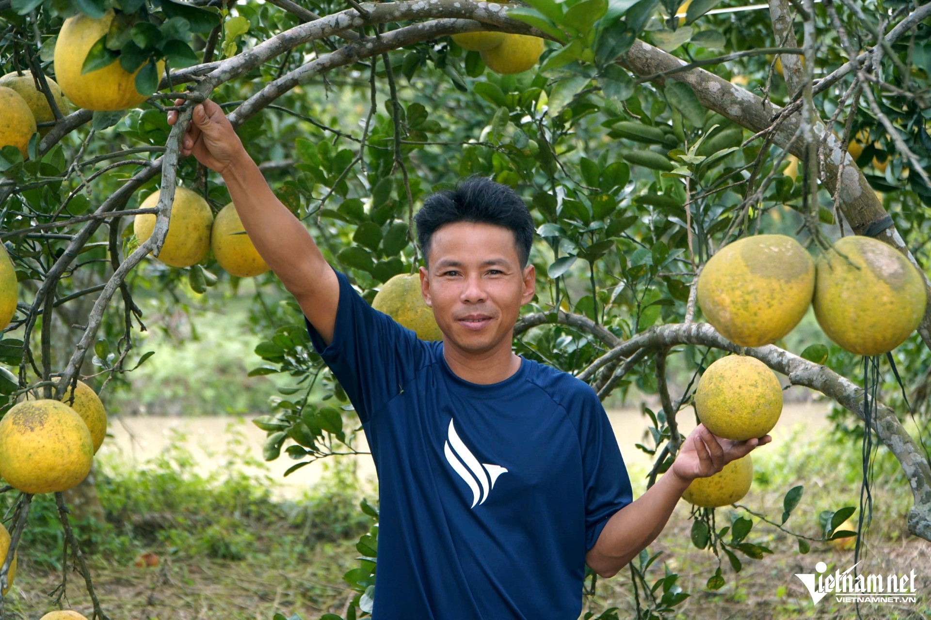 yellow ant LeDuong.jpg