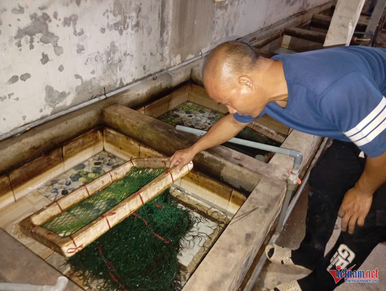 nuoi luon TuanNguyen.jpg