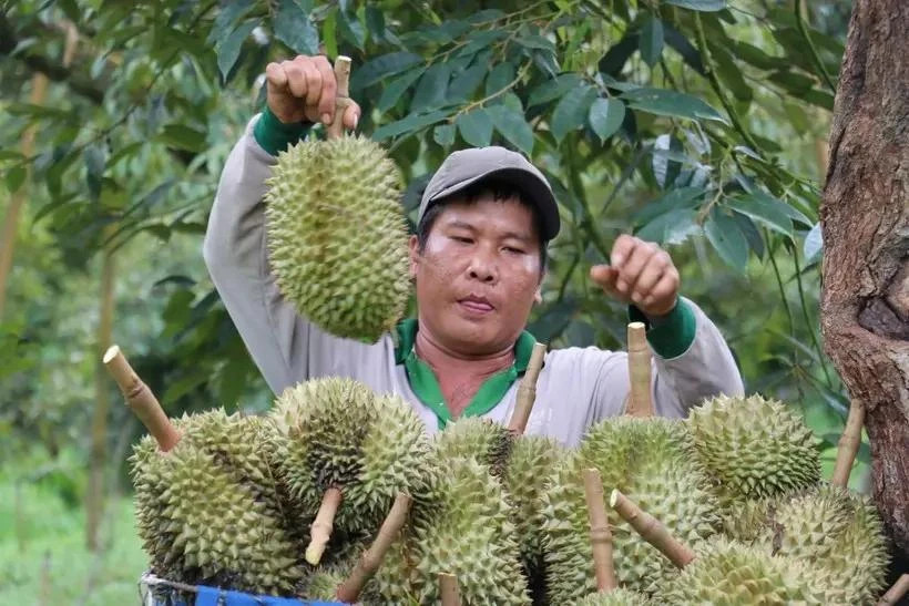 Vietnam’s fruit, vegetable exports likely to set new record in 2024