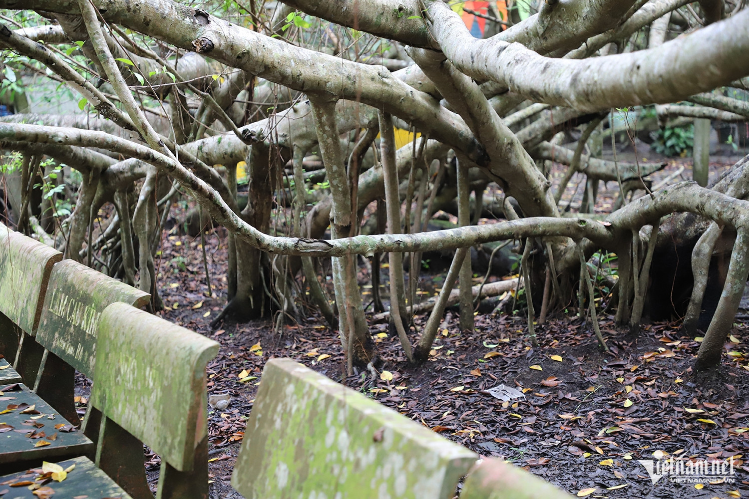 W-cây gừa 4.JPG.jpg