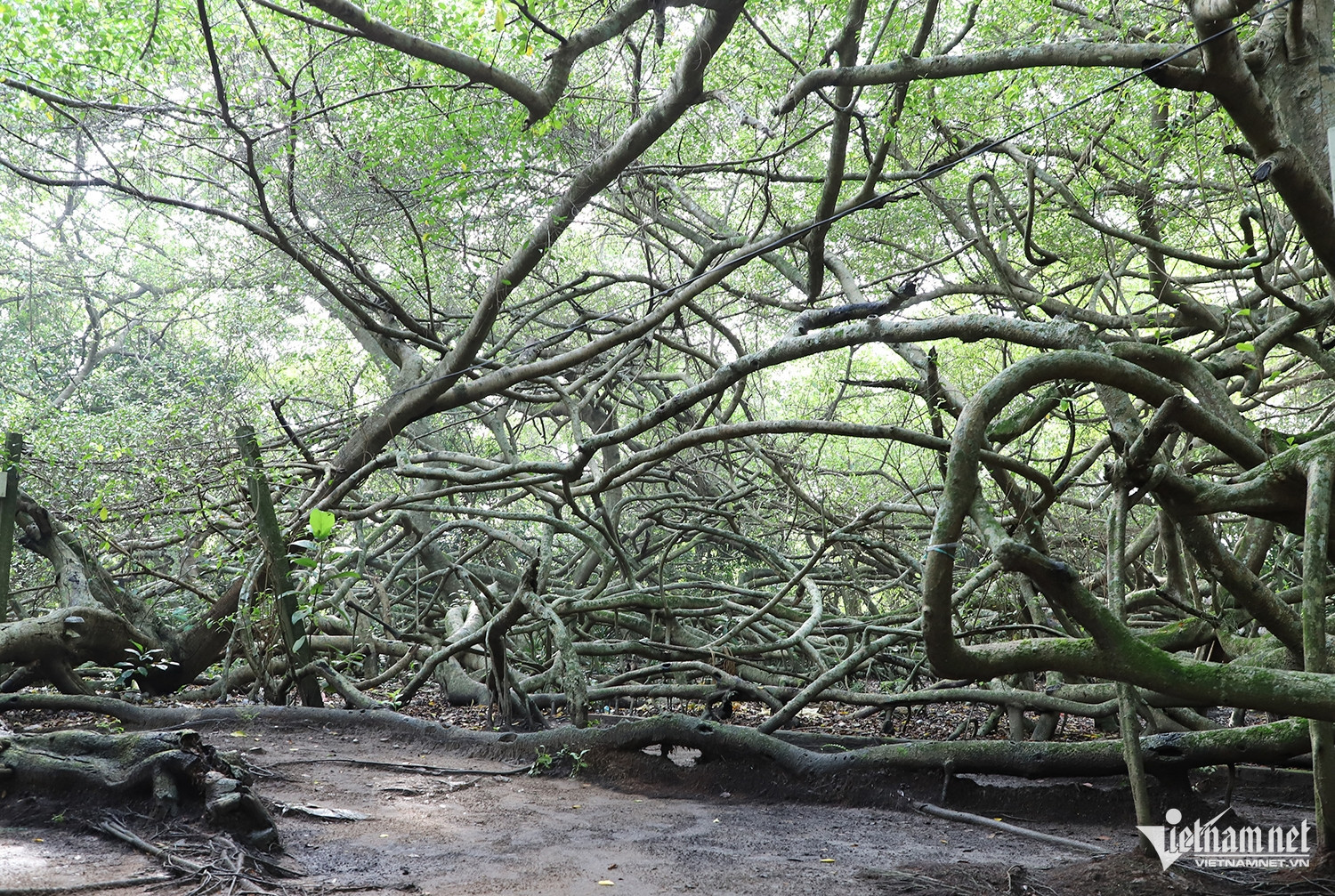 W-cây gừa 10.JPG.jpg