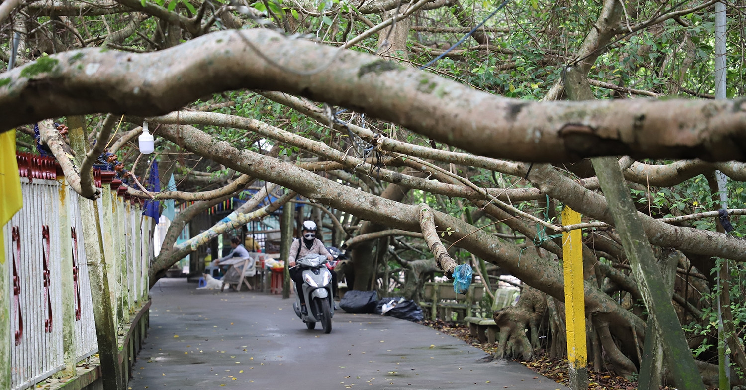 Banyan grove in Can Tho: A living monument of Vietnam’s revolutionary past