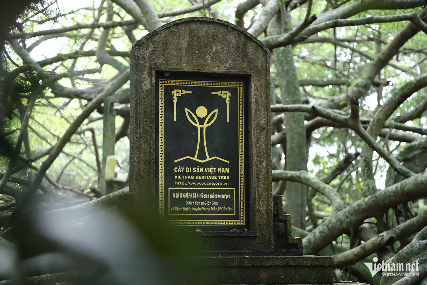 W-cây gừa.JPG.jpg