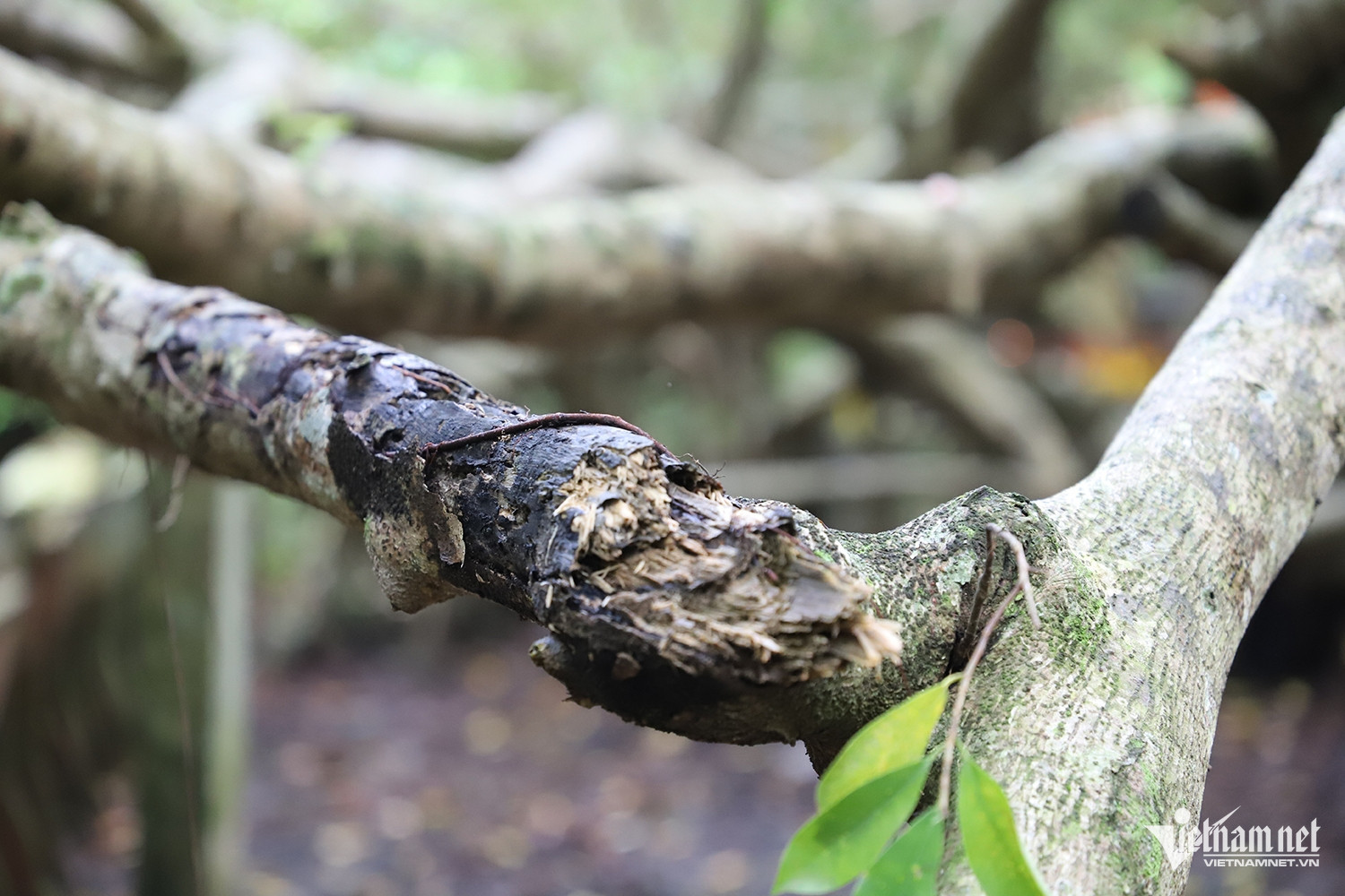 W-giàn gừa 01.JPG.jpg