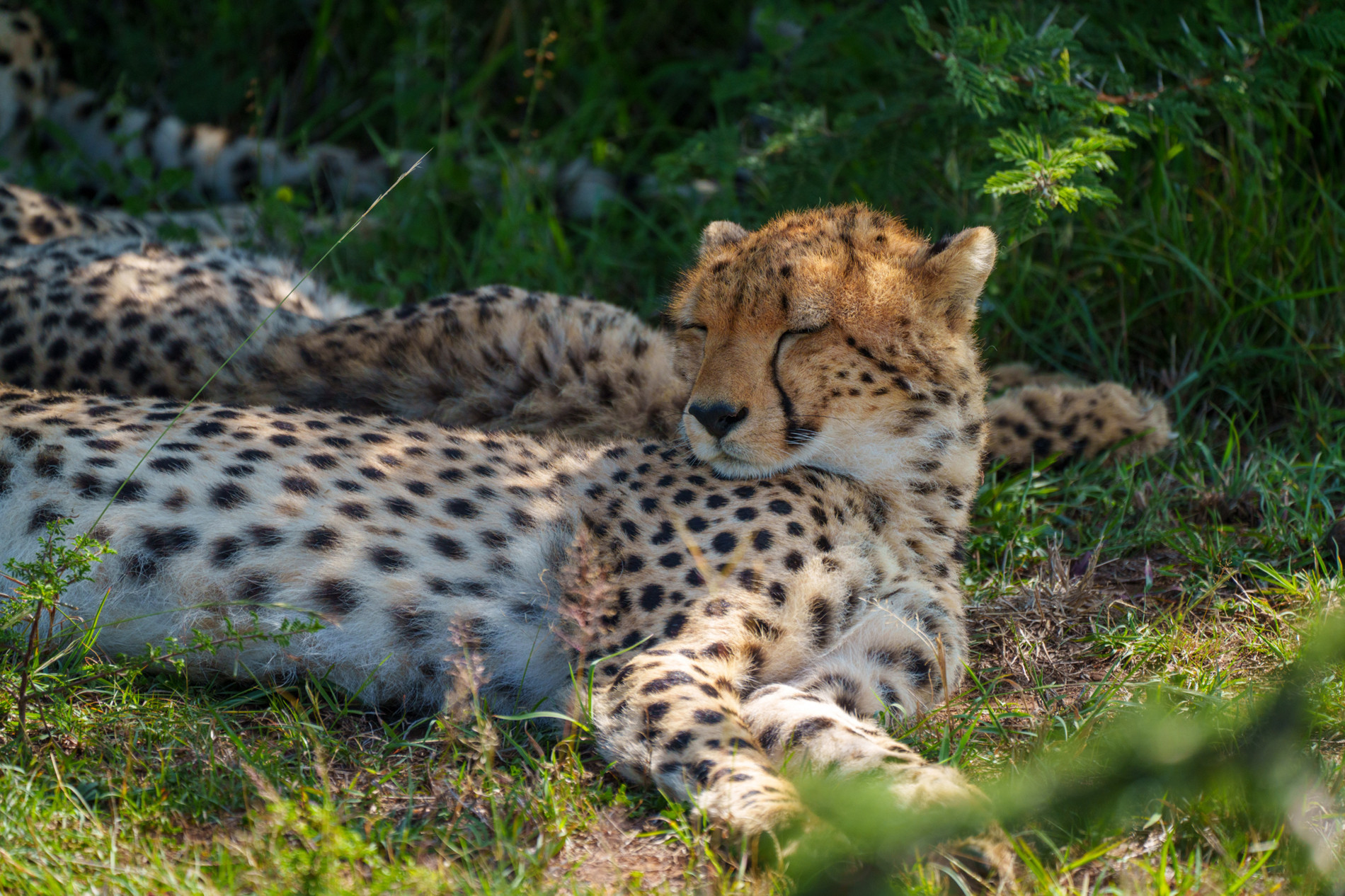 nhiep anh gia Viet san anh dong vat hoang da o chau Phi 10