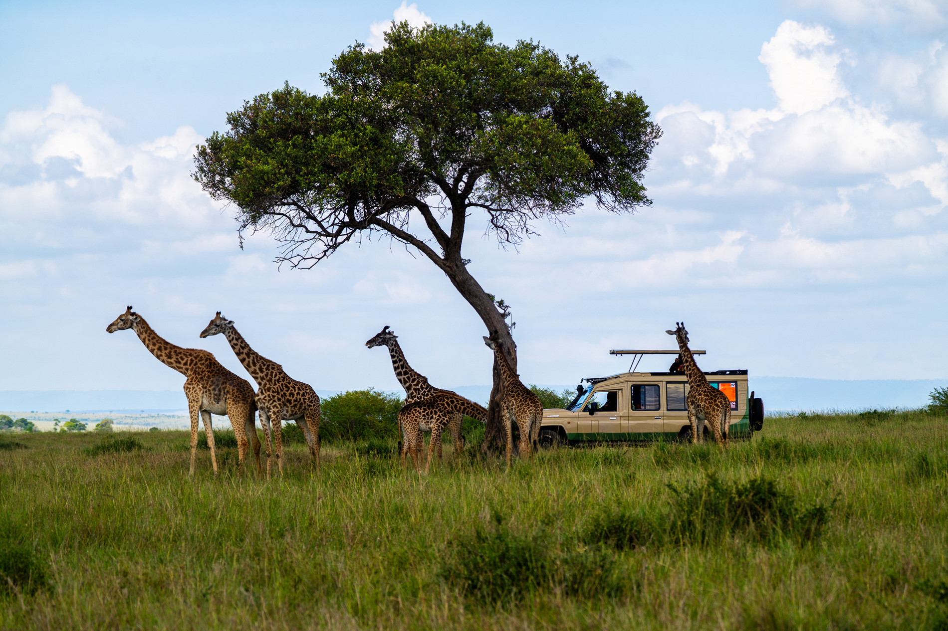nhiep anh gia Viet san anh dong vat hoang da o chau Phi 11