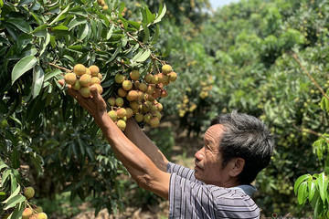 Litchi output drops by hundreds of thousand of tons