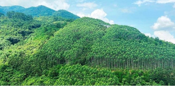 Vietnam ranks fifth in Top Countries By Forest Growth Since 2001