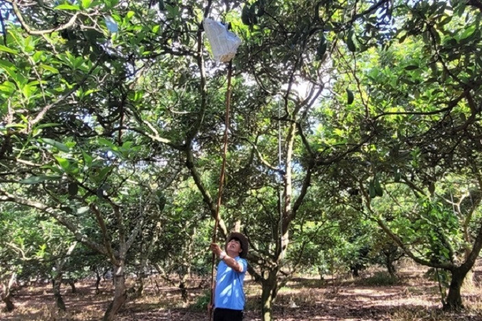 Scorching heat, lack of water hit southern fruit output