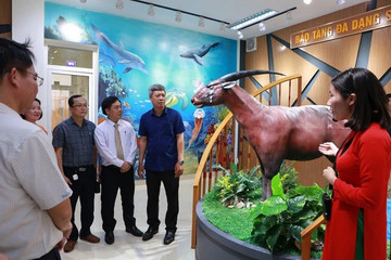 First provincial biodiversity museum launched in Quang Nam
