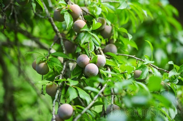 Phieng Ban village kicks off plum harvesting season
