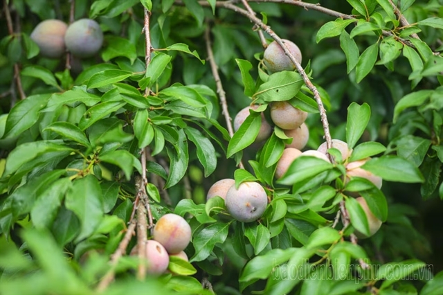 Phieng Ban village kicks off plum harvesting season