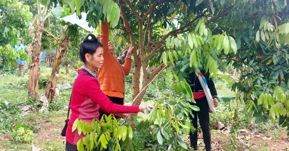 Dien Bien: Ethnic minority women develop family economic models