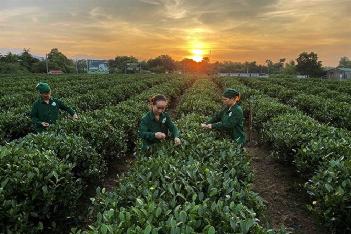 Tea and tourism a perfect brew for Thai Nguyen