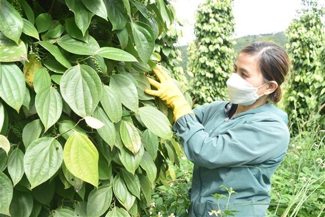 Domestic black pepper price hits all-time high