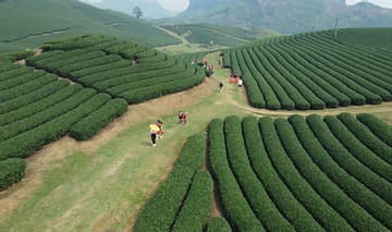 Moc Chau recognised as national tourism site