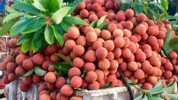 Nearly 2.5 tonnes of early-ripening lychees to enter Middle East market