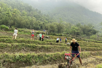 Sa Pa attracts foreign travelers with agritourism activities