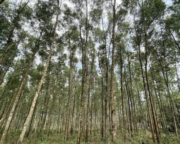 Quang Tri Province’s local forest growers benefit from carbon credit sales