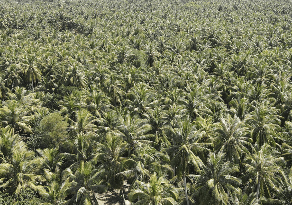 coconut ApBac (1).png