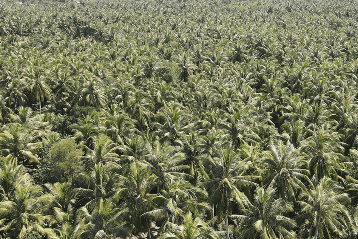 Coconut garden can yield $25,000 from carbon credit sale