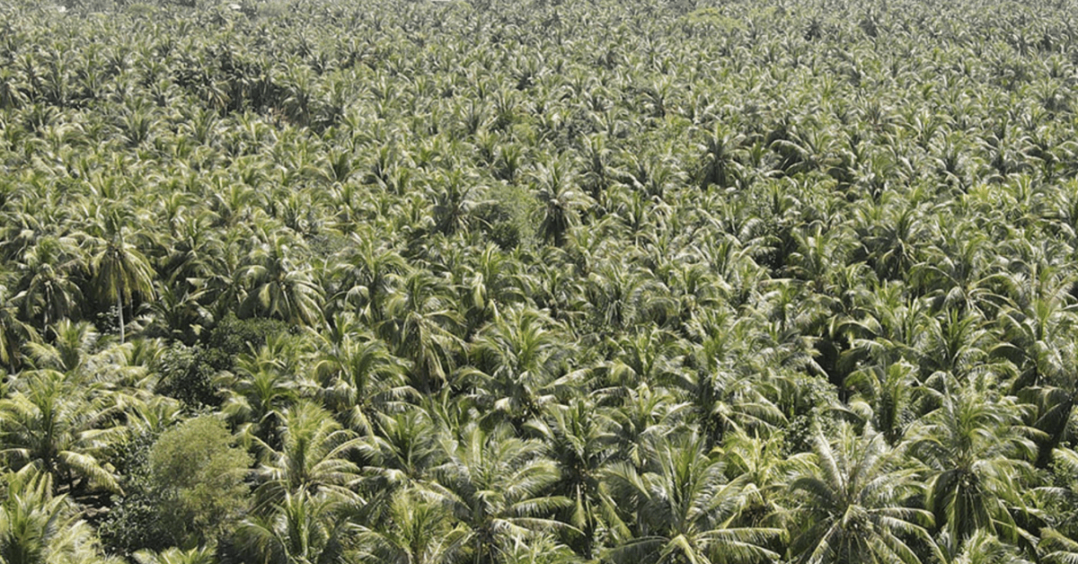 Coconut garden can yield $25,000 from carbon credit sale