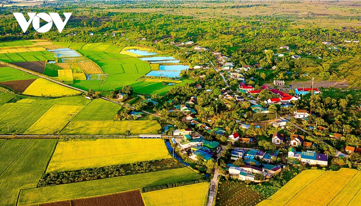 green rice field and golden harvesting season in central highlands picture 4
