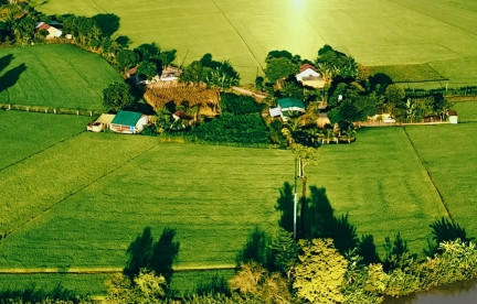 Green rice field and golden harvesting season in Central Highlands