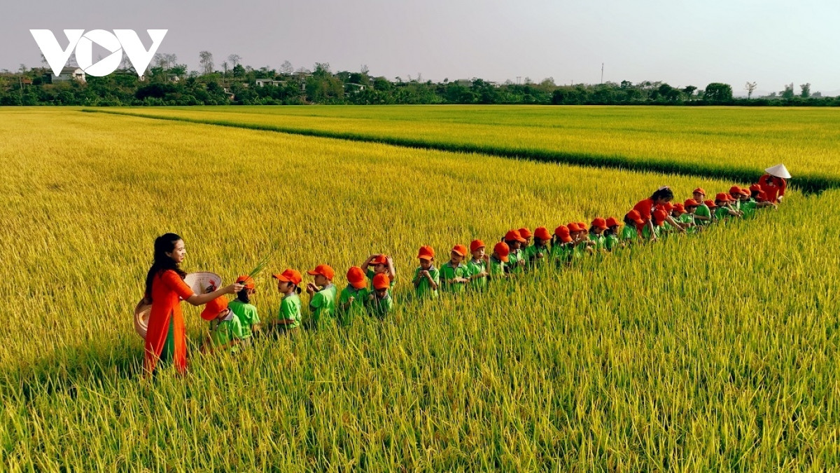 green rice field and golden harvesting season in central highlands picture 10
