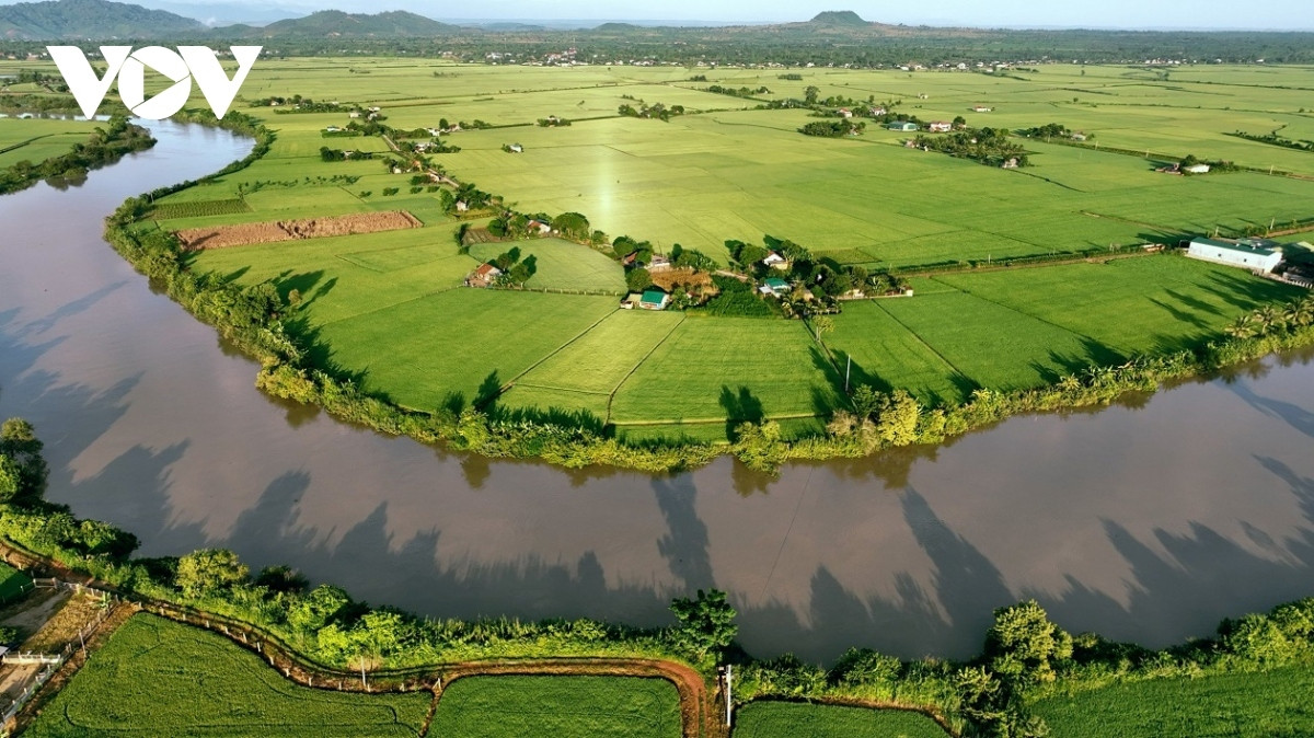 green rice field and golden harvesting season in central highlands picture 1