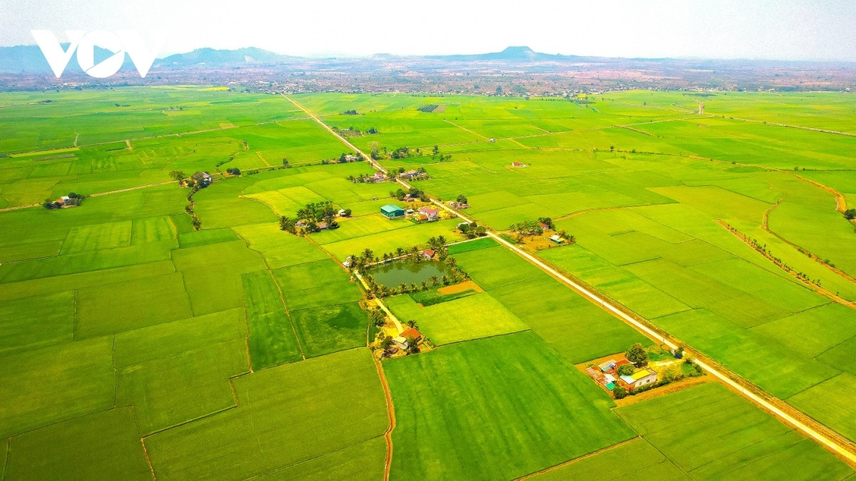 green rice field and golden harvesting season in central highlands picture 2