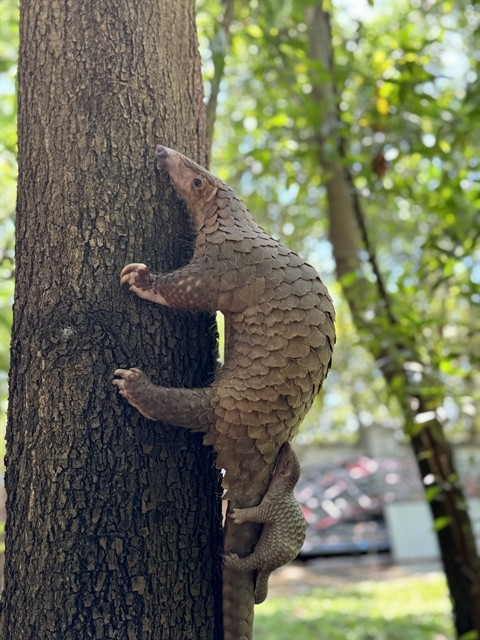 A baby pangolin born at Quang Nam rescue centre