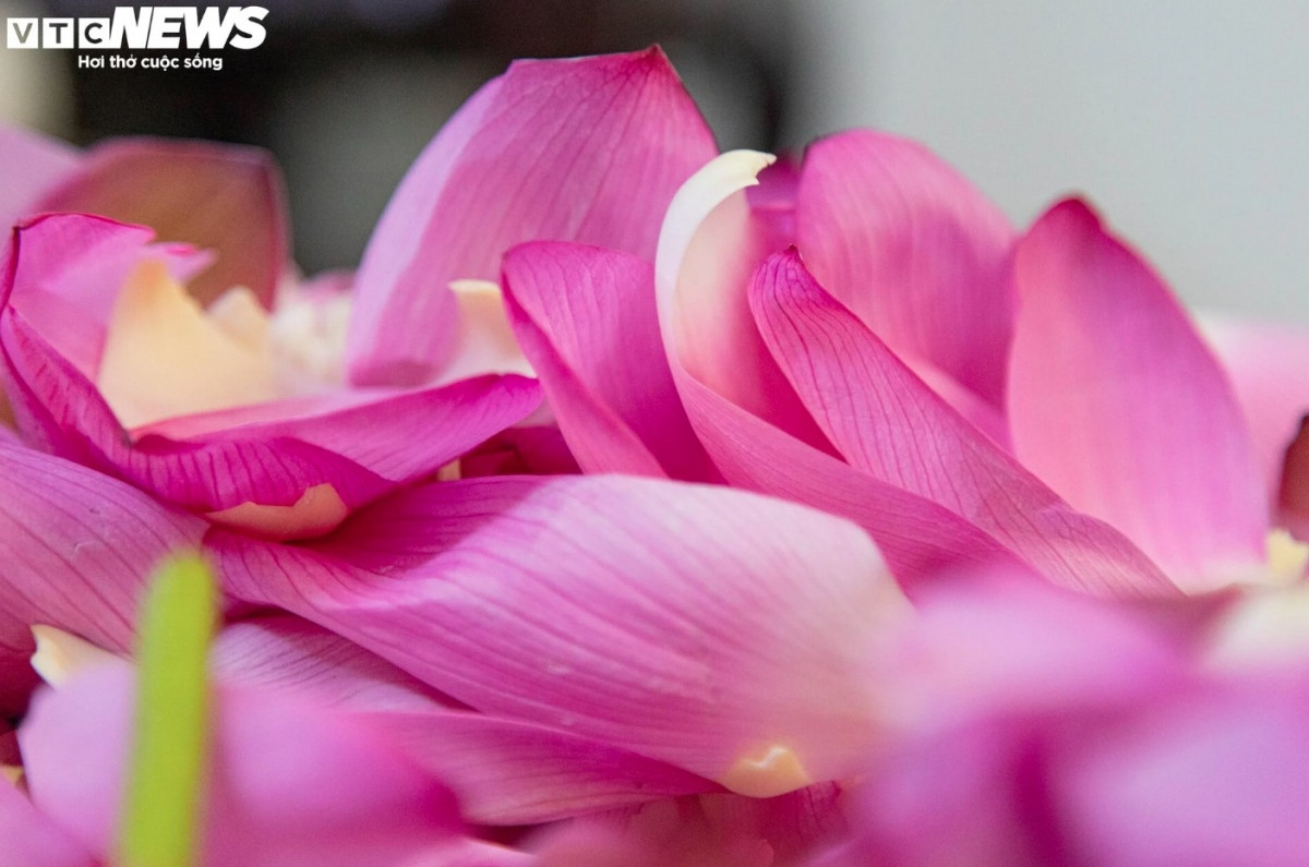 Discovering lotus tea making art of Hanoians