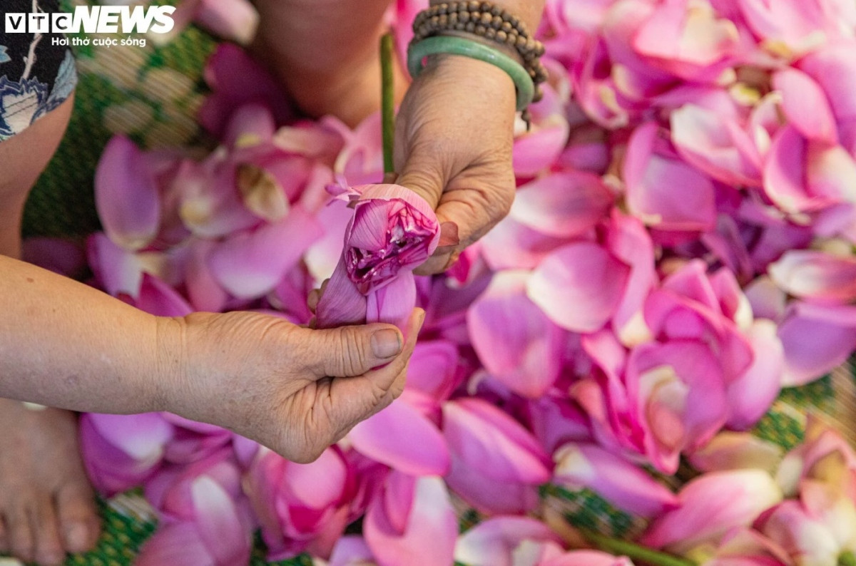 Discovering lotus tea making art of Hanoians
