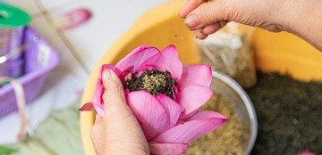 Discovering lotus tea making art of Hanoians