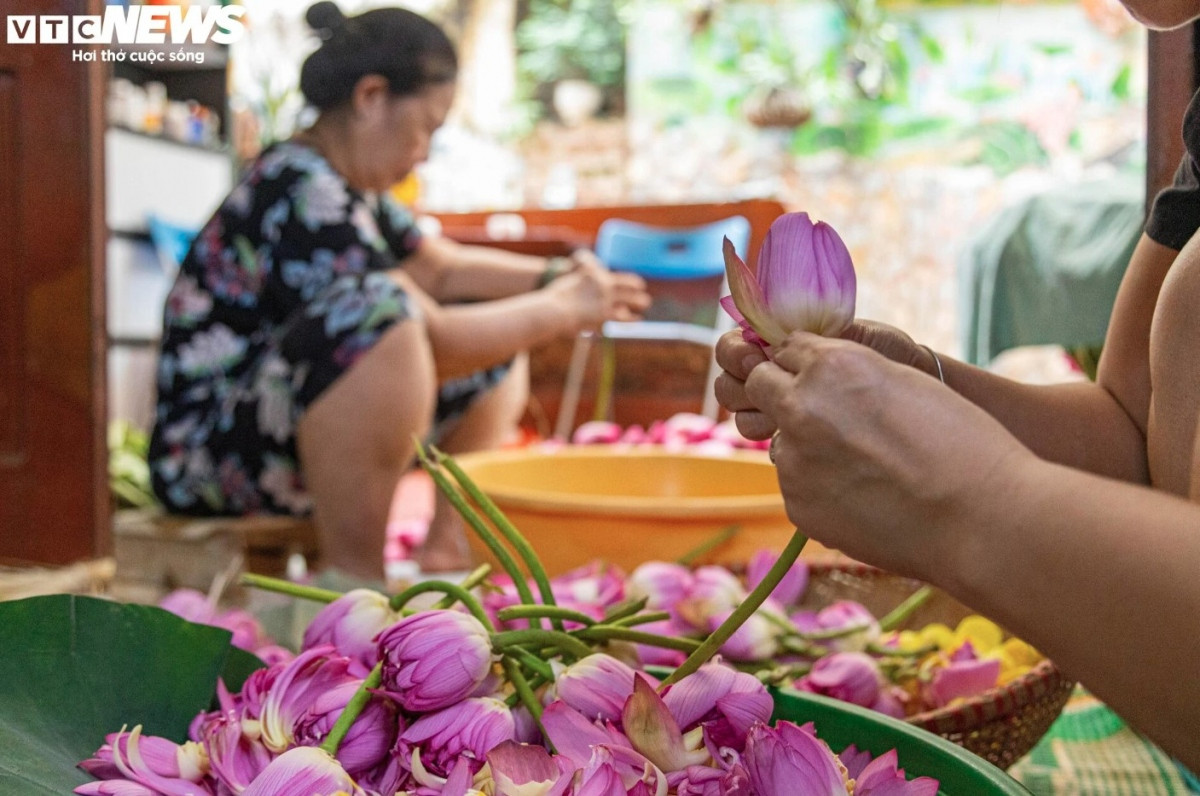 Discovering lotus tea making art of Hanoians