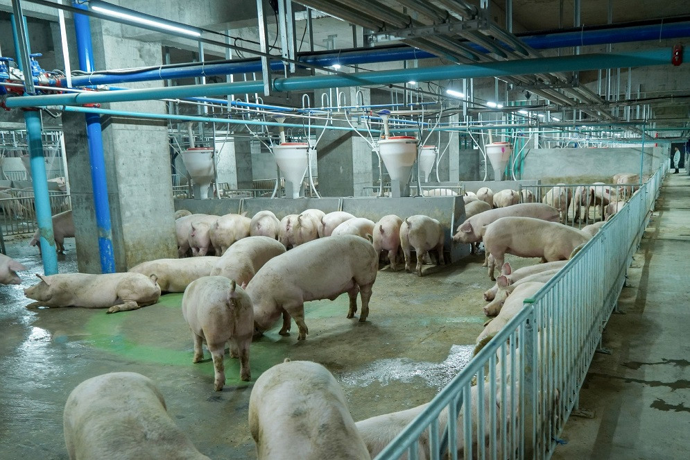 Higher pig prices lift farmers’ expectations