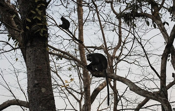 Local residents unite to protect endangered langurs on Mount Co To