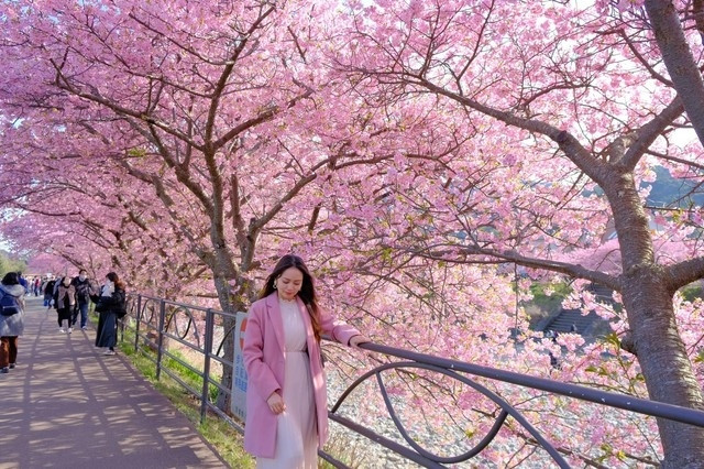 japan sees record number of vietnamese tourists in four-month period picture 1