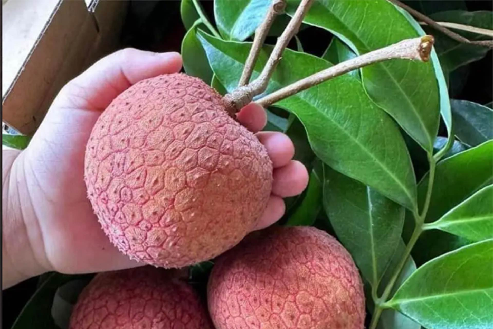 Giant litchis sell well despite sky-high prices