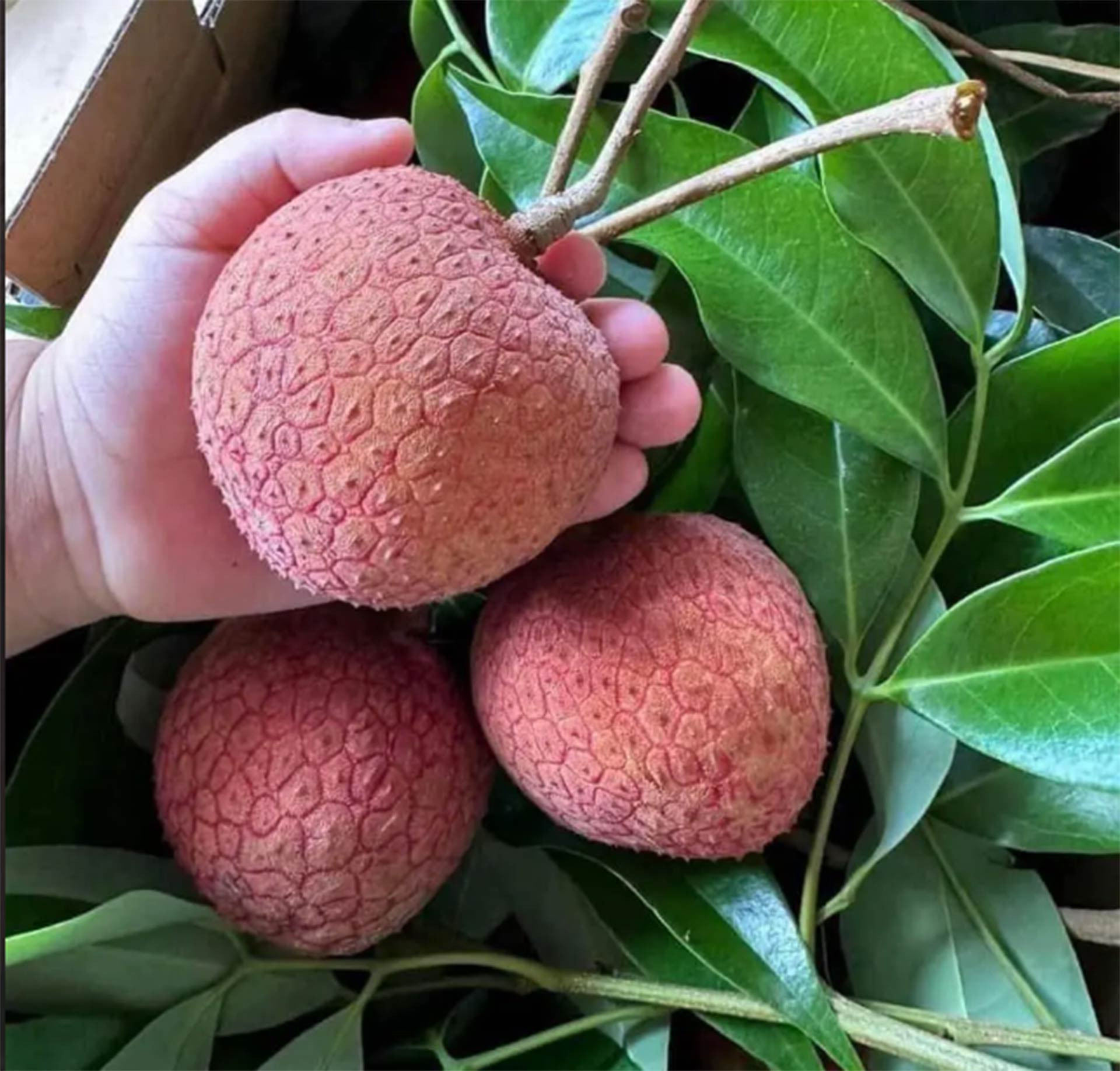 litchi Hoang Phuong.jpg