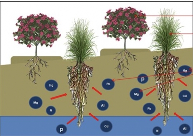 Agriculture students succeed in planting grass to absorb toxins in the soil