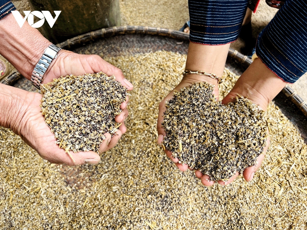 special wine of bahnar ethnic people in gia lai picture 2