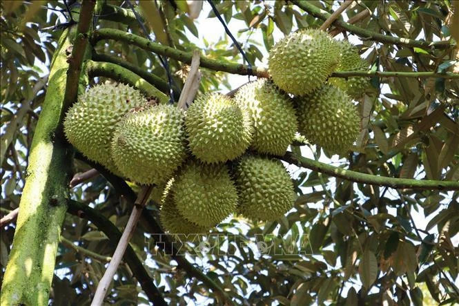 Thailand becomes Vietnam's second largest durian importer